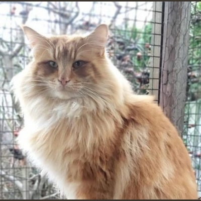 Ojciec - S*Zimexis Finnegan Fox